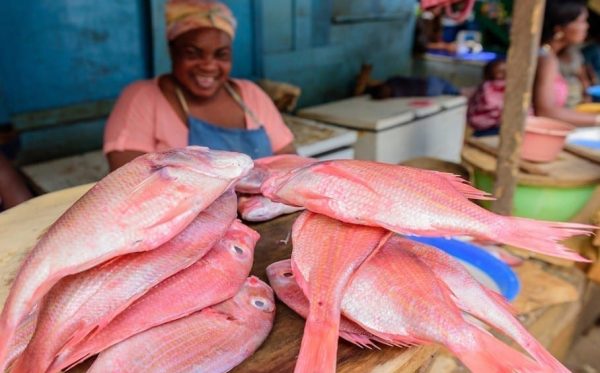 Market Research on Fish Farming and Aquaculture in Ghana